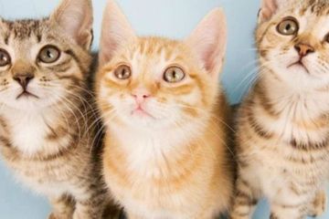 Ilustrasi kucing.