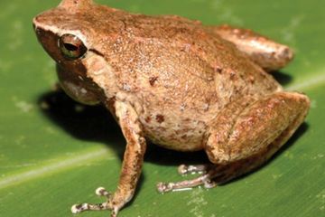 Dua Spesies Baru Katak Mulut Sempit ditemukan di Raja Ampat