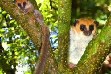 Spesies Baru Lemur Kerdil ditemukan di Madagaskar