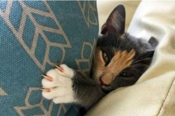 Kafe Penuh dengan Kucing diyakini Bisa Menjadi Obat Stres