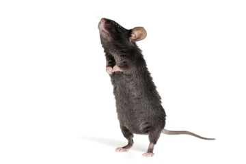 Tikus Tak Kalah Piawai Menemukan Bom Dibandingkan Anjing