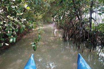Pelestarian Mangrove: Merayakan Kembali Alam Pesisir