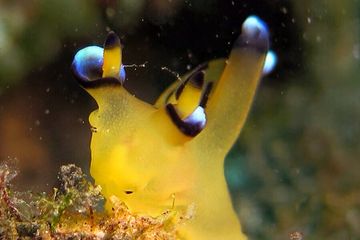 Lembata Underwater: Panduan Wisata Menuju Surga di NTT