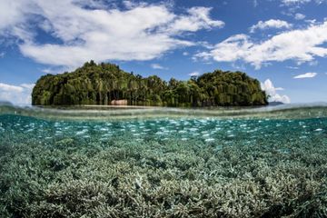 Diperkirakan 30 persen dari terumbu karang di planet ini telah binasa akibat kenaikan suhu laut.