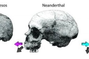 Perbedaan Pertumbuhan Wajah antara Neanderthal dan Manusia Modern
