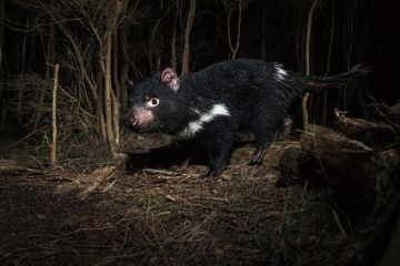 hewan Tasmanian Devil