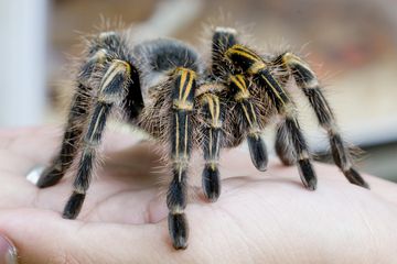 Tarantula Spesies Baru Ditemukan di Hutan Pulau Kalimantan