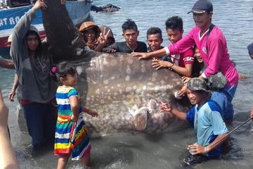 Nelayan Temukan Ikan Raksasa Seberat Satu Ton di Poso