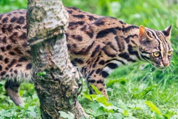 Macan Tutul Cina, Kucing Tertua dari 5.500 Tahun Lalu