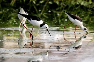 Danau Limboto di Gorontalo adalah rumah bagi banyak spesies burung, terutama burung-burung air seper