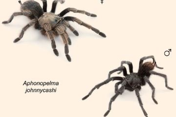 Spesies Tarantula Terbaru Dinamai Johnny Cash