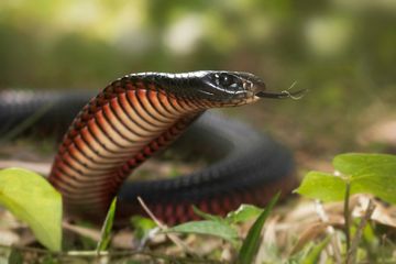 Waspada Satwa Liar, Bukan Hanya untuk King Cobra
