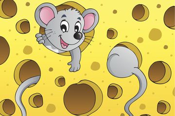 Benarkah Tikus Suka Keju?