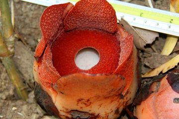 Spesies Baru &lt;i&gt;Rafflesia&lt;/i&gt; Terkecil Berhasil Diidentifikasi