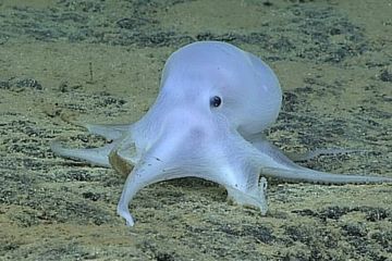 Spesies Baru Gurita Mirip Hantu Casper Ditemukan