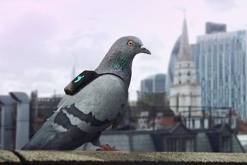 Berbekal Tas Punggung Khusus, Merpati-merpati Ini Ditugaskan Memantau Kualitas Udara di London
