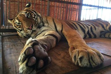Bertahun-tahun jadi Harimau Sirkus, Hoover Akhirnya Bebas