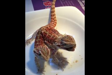 Menyaksikan Reptil Berkepala Dua Menyantap Serangga