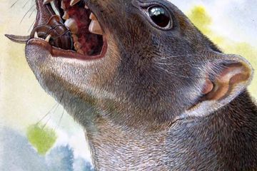 Keluarga Marsupial Pemakan Siput yang Telah Punah Berhasil Ditemukan