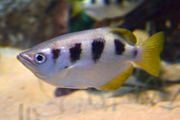 Ikan sumpit punya keahlian menembakkan air ke arah mangsanya di atas air, dari mana fitur ini berasal?