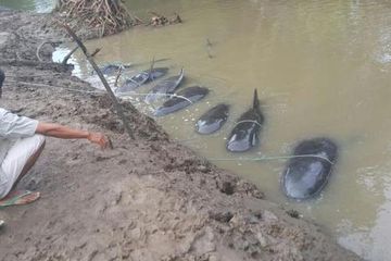 Puluhan Paus Terdampar di Perairan Probolinggo