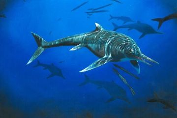 'Wahlisaurus massarae', Spesies Lumba-lumba Purba