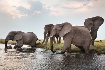 Menyaksikan Gajah Afrika