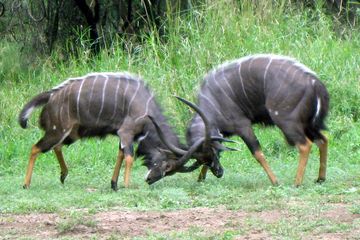 Tak Hanya Senjata, Ini Kegunaan Tanduk Bagi Satwa Liar di Afrika
