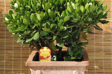 Ingin Ruangan Bebas Polusi? Coba Lima Jenis Tanaman Biofilter Ini