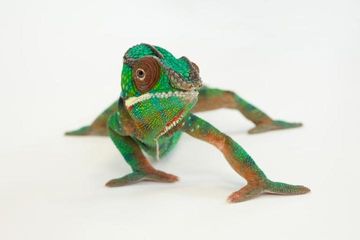 Apa Warna Bunglon Jika Ditempatkan dalam Ruangan Penuh Cermin?
