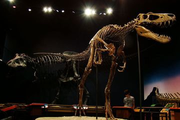Ahli Paleontologi Temukan Fosil &lt;i&gt;T. rex&lt;/i&gt; Lengkap