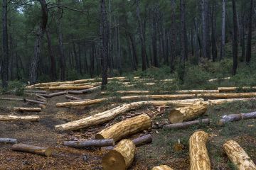 Kelola Hutan Sejahterakan Masyarakat