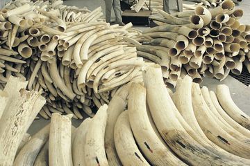 Penolakan Usulan Perdagangan Kembali Gading Gajah