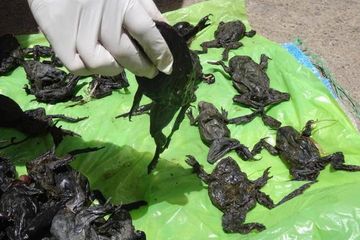 10.000 Katak Berstatus Kritis Mati Secara Misterius di Danau Titicaca