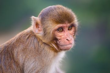 Monyet Juga Punya Rasa Empati, Apa yang Ada di Balik Otak Mereka?