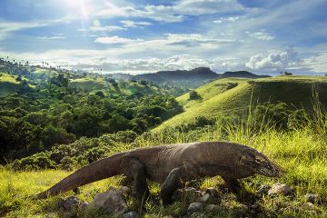 Pembangunan Rest Area di Taman Nasional Komodo Menuai Protes
