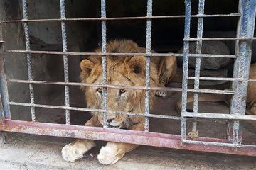 Akibat Perang, Puluhan Hewan di Kebun Binatang Yaman Menderita Kelaparan