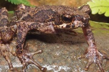 Sigale Gale, Genus Katak Baru dari Sumatra