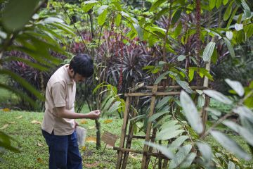 Taman ini Dapat Menyembuhkan Penyakit!