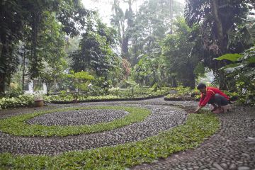 Mengagumi Taman Araceae di Kebun Raya Bogor, Tumbuhan yang Memiliki Nilai Ekonomi Amat Tinggi