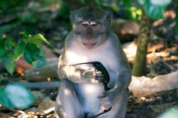 Monyet ekor panjang yang tinggal di sekitar Pura Uluwatu Bali kerap mencuri barang-barang milik wisa