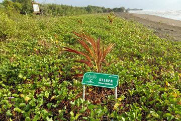 Arboretum Mangrove Karangsong, Tempat Belajar Mangrove di Habitat Alaminya