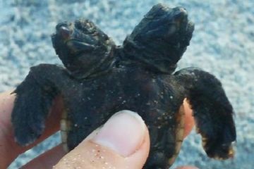 Fenomena Langka, Seekor Bayi Penyu Berkepala Dua Ditemukan di Florida