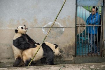 Kenali Panda, yang Menjadi Satwa Diplomatik Cina Kepada Rusia 