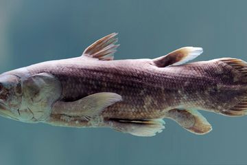 Madagaskar Mungkin Jadi Benteng Rahasia bagi 'Fosil Hidup' Coelacanth