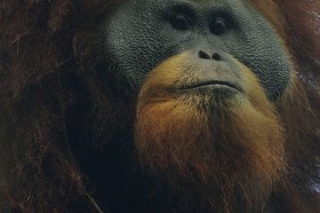Akhir November, Presiden Jokowi Bakal Tengok Orangutan Tapanuli. Apa Persiapannya?