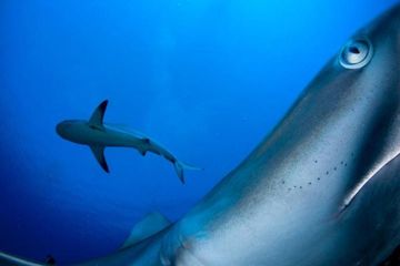 Foto-Foto Lucu Yang Bisa Anda Lihat Di Bawah Laut