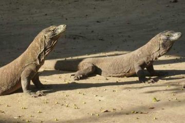 Lima Hal Ini Perlu Anda Perhatikan Ketika Pergi ke Taman Nasional Komodo