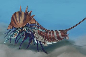 Predator Laut Mirip Kalajengking Ini Hidup 508 Juta Tahun yang Lalu