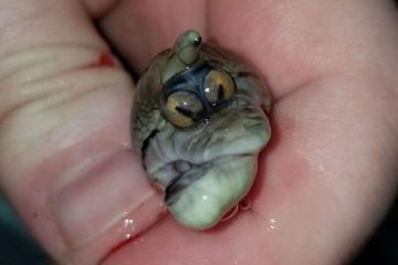 Dua Bola Mata dalam Satu Lubang, Ular Ini Mirip Monster
